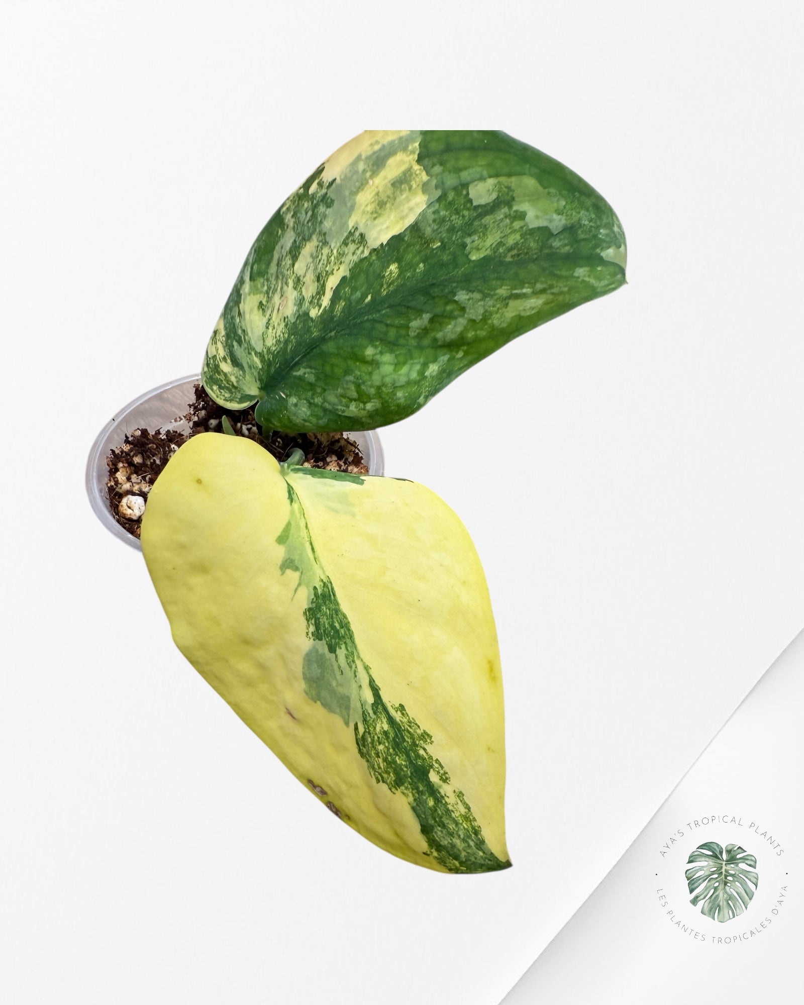 Scindapsus Swarnabhumi