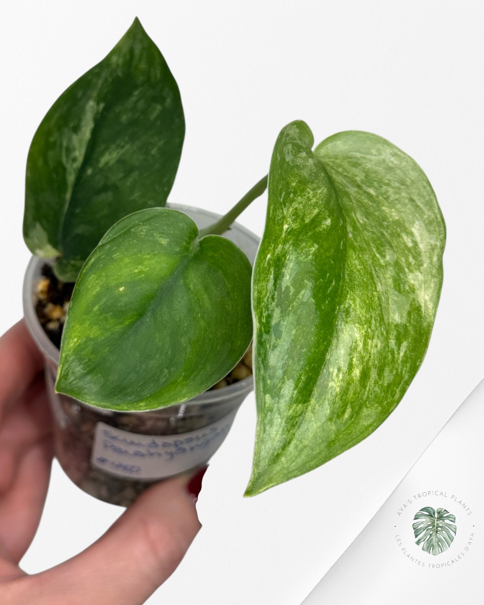 Scindapsus Parahyangan -T