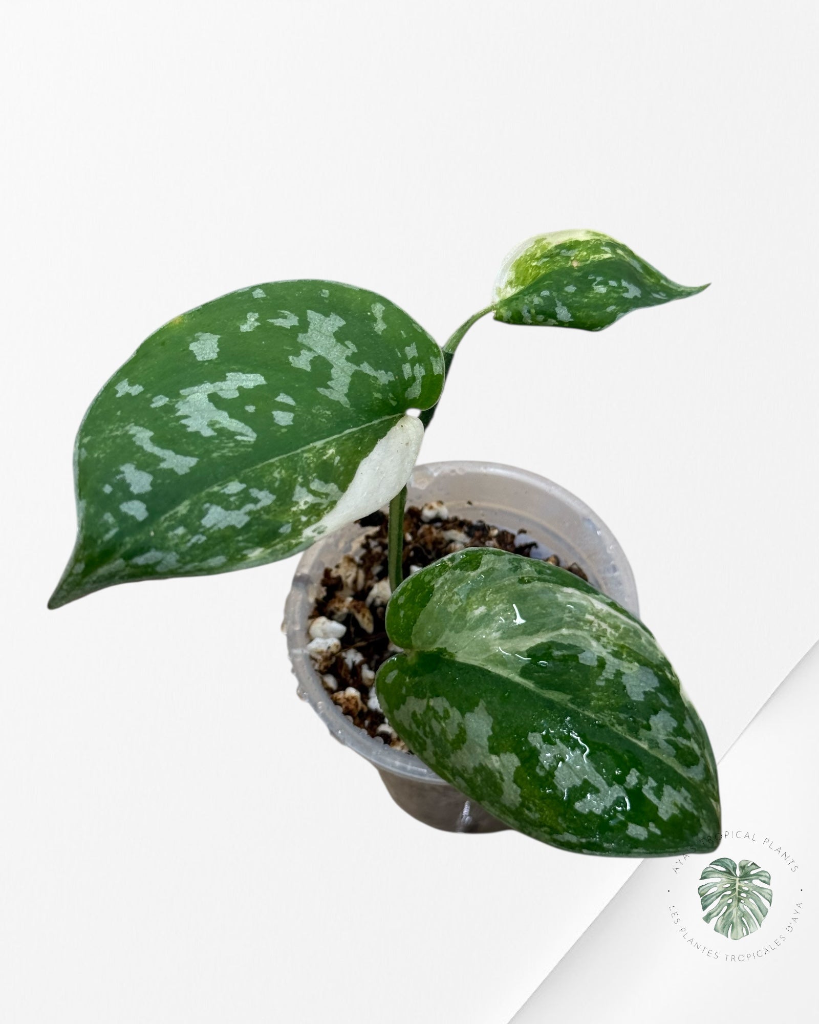 Scindapsus Argyrus Fantasy