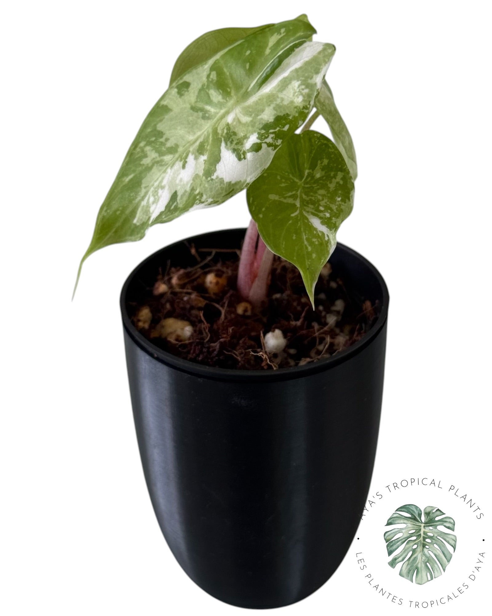 Alocasia Pink Dragon Albo