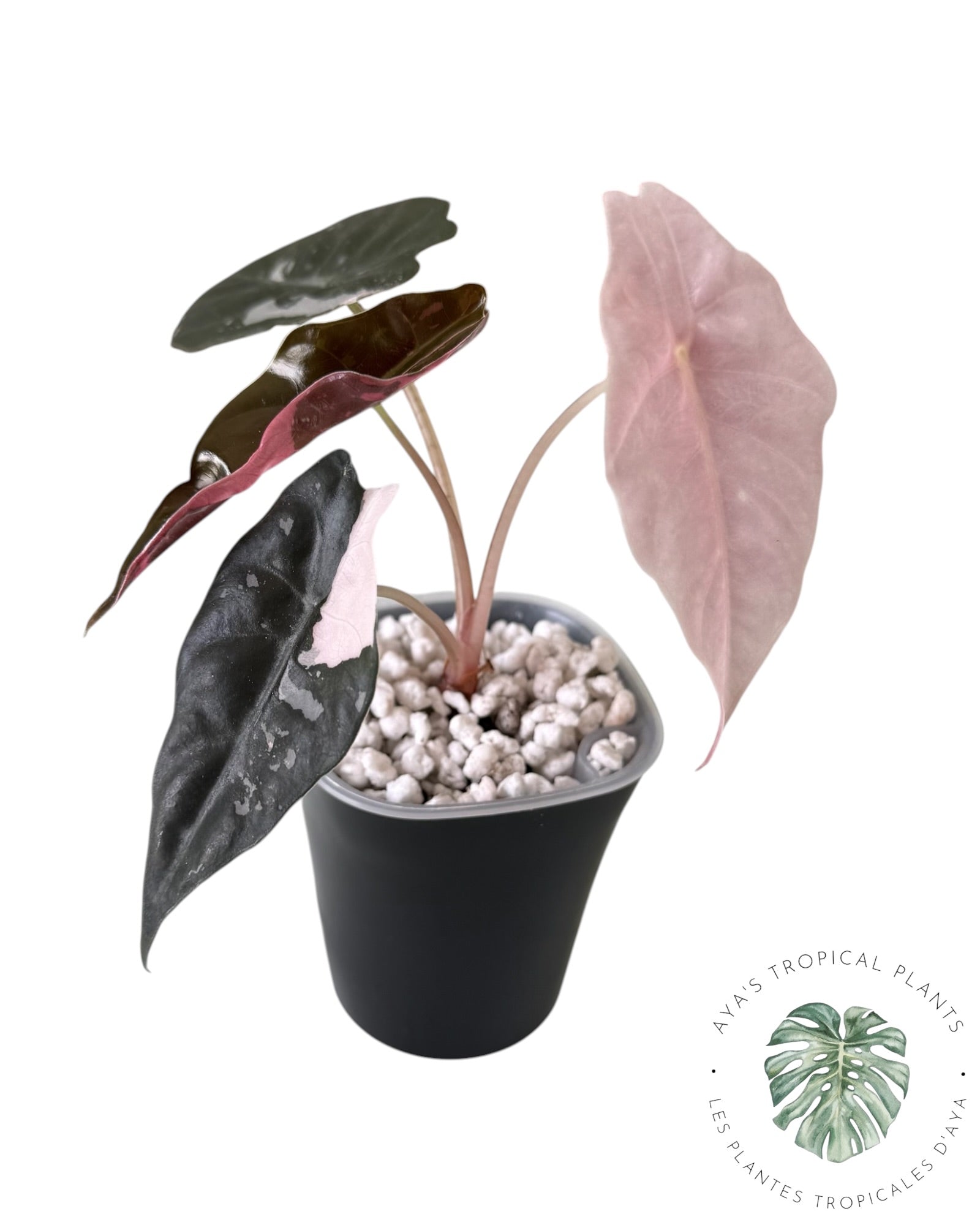 Alocasia Chantrieri Pink Variegated