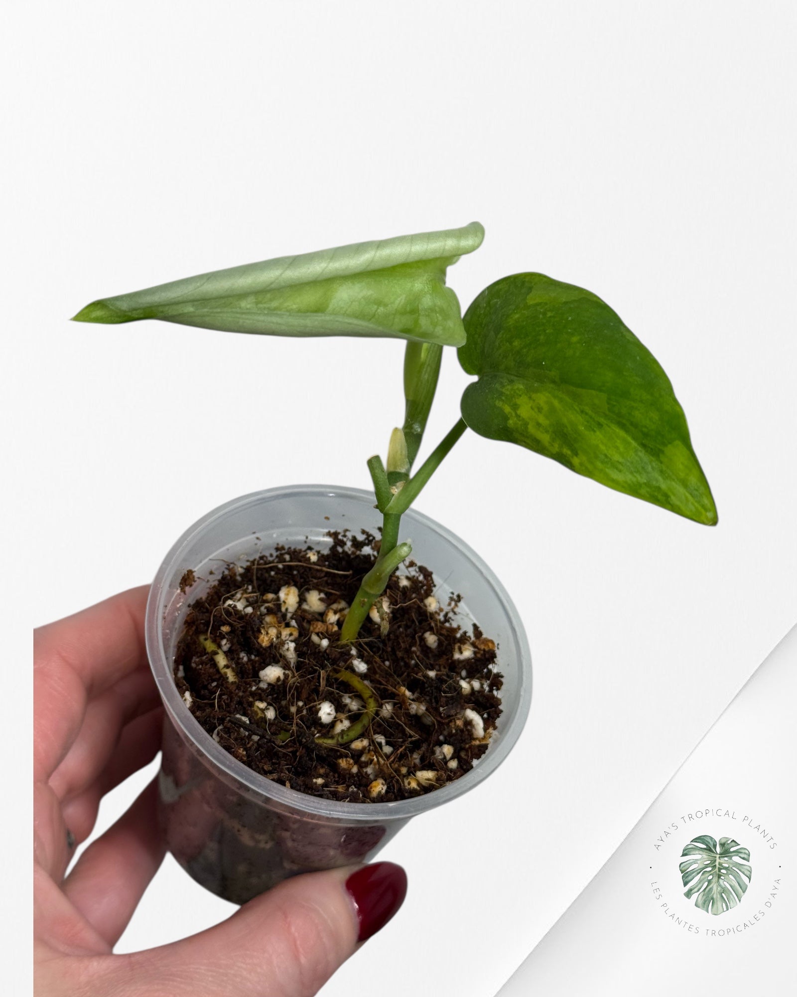 Scindapsus Kusuma -KU4