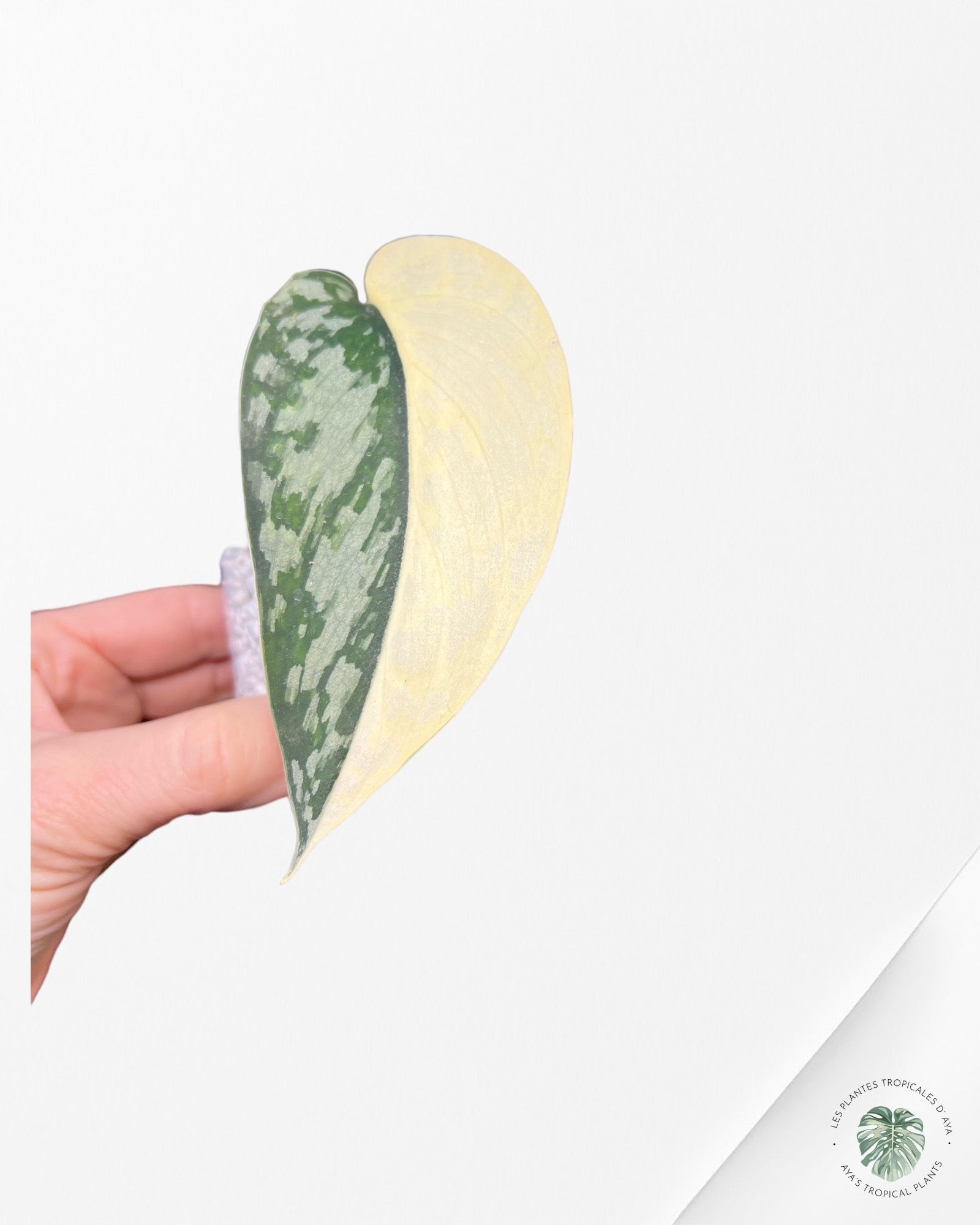 Scindapsus ‘Mayari’ Variegated M282