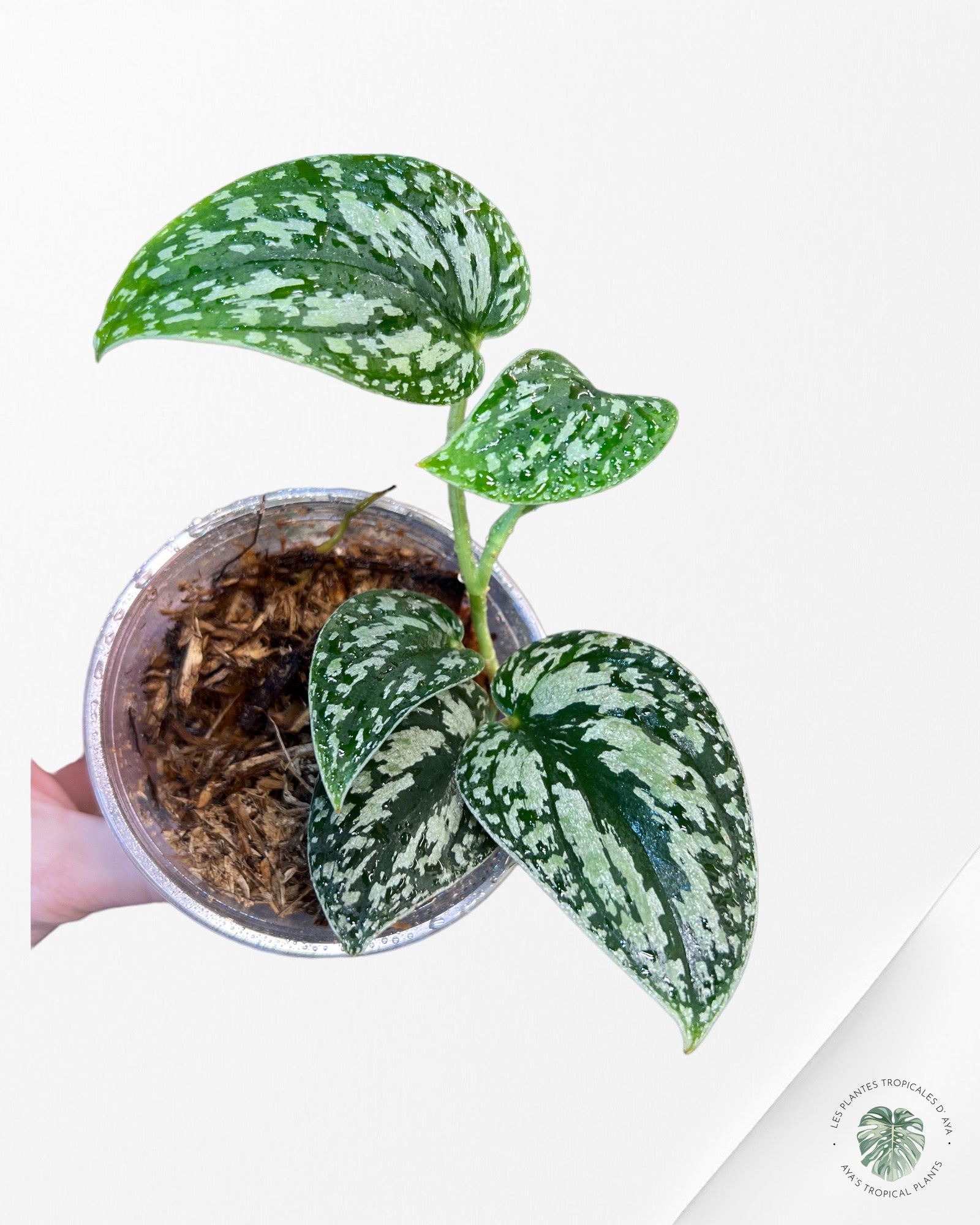 Scindapsus Tricolor