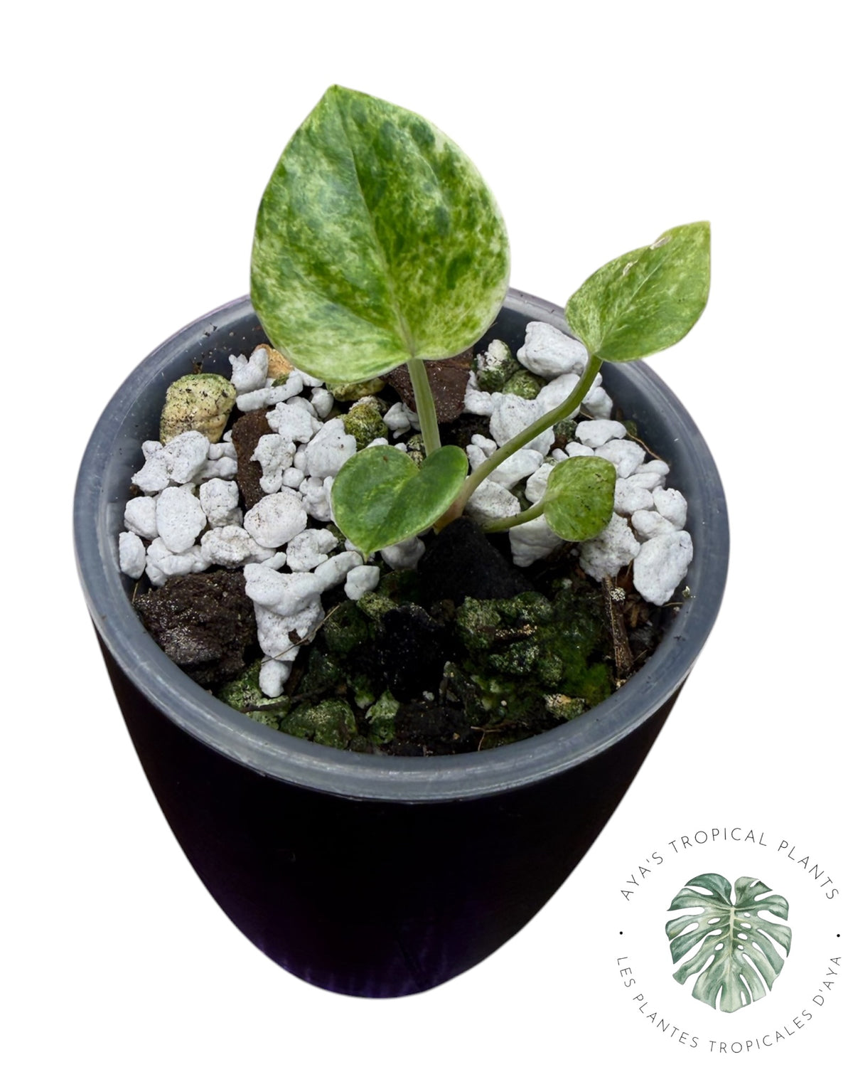 Anthurium Hookeri Albo Variegated