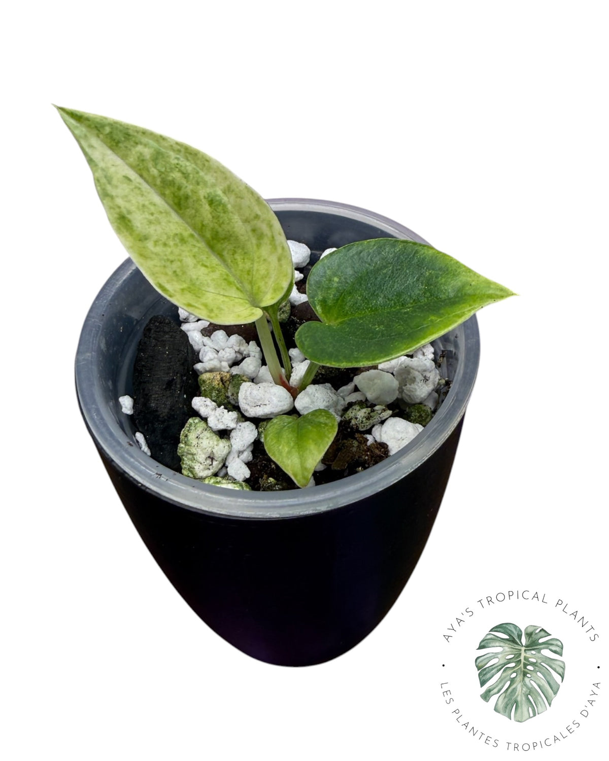 Anthurium Hookeri Albo Variegated