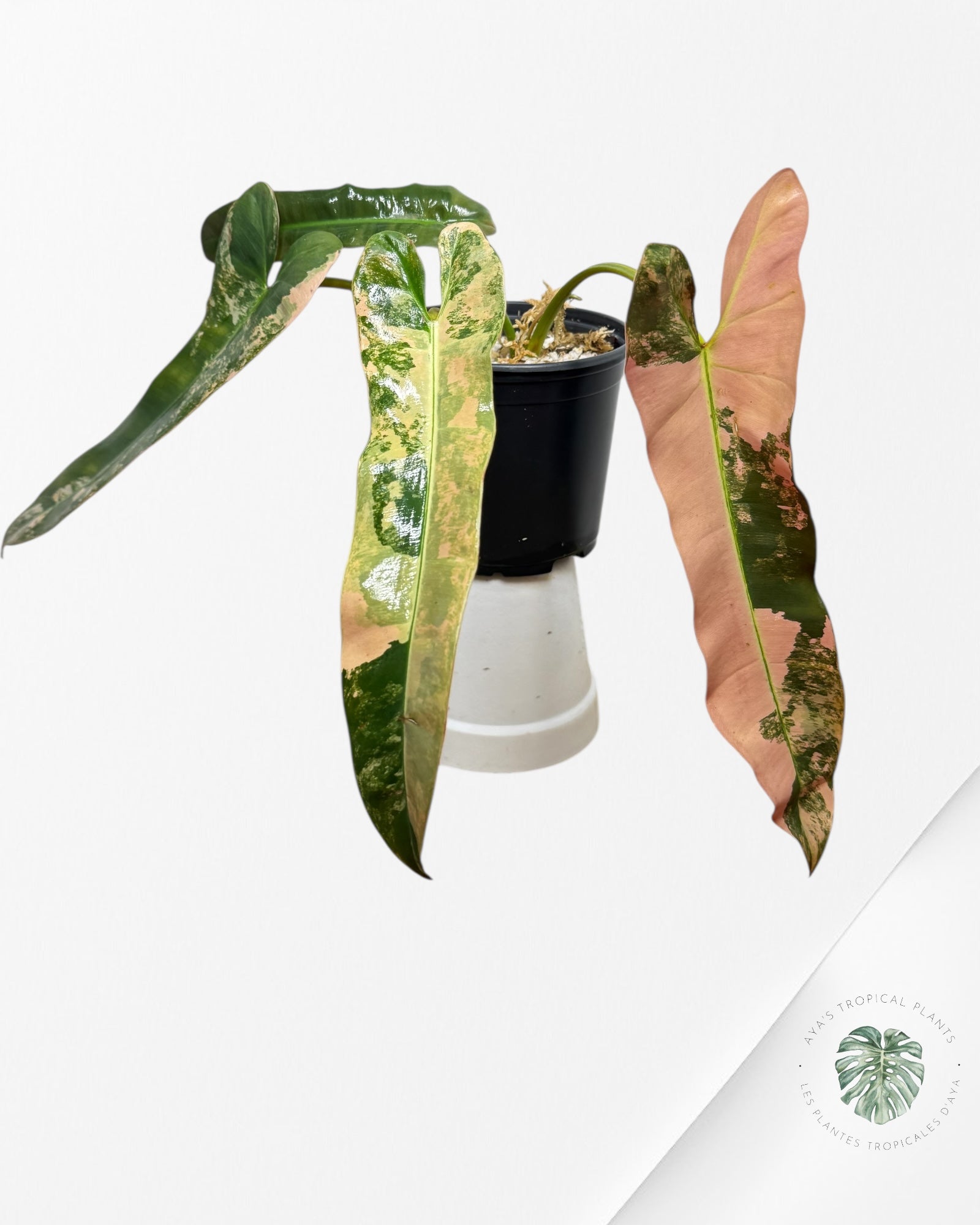 Philodendron Atabapoense Pink Variegated -01