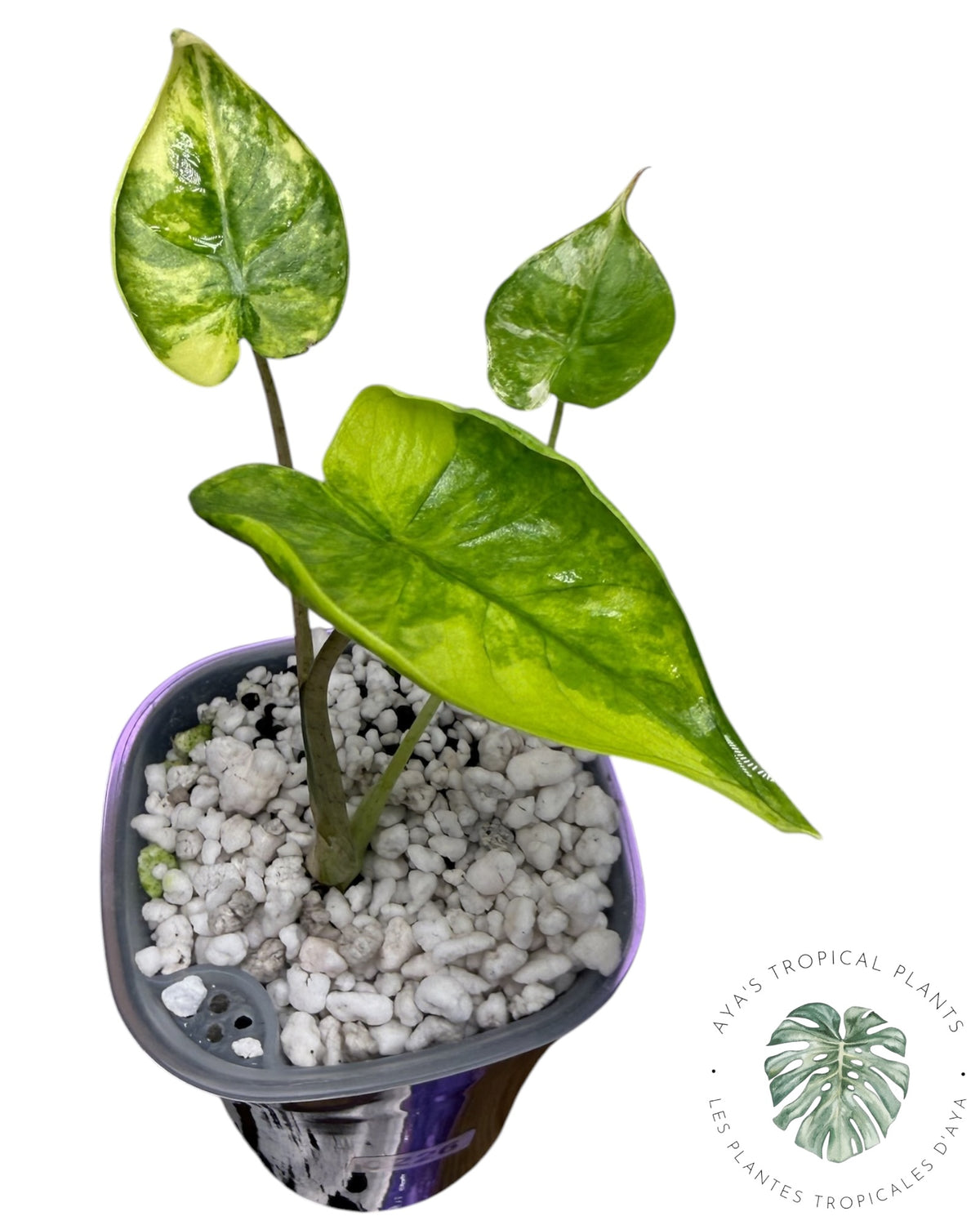 Alocasia Macrorrhizos ‘Shock Treatment’ Aurea Variegated