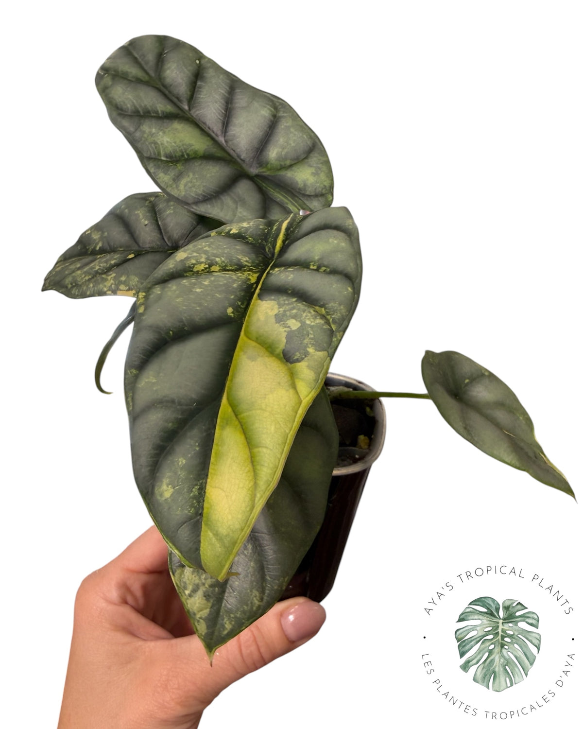 Alocasia Silver Dragon Aurea Variegated