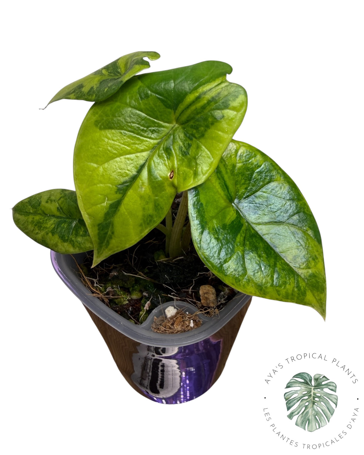 Alocasia Scalprum Aurea Variegated