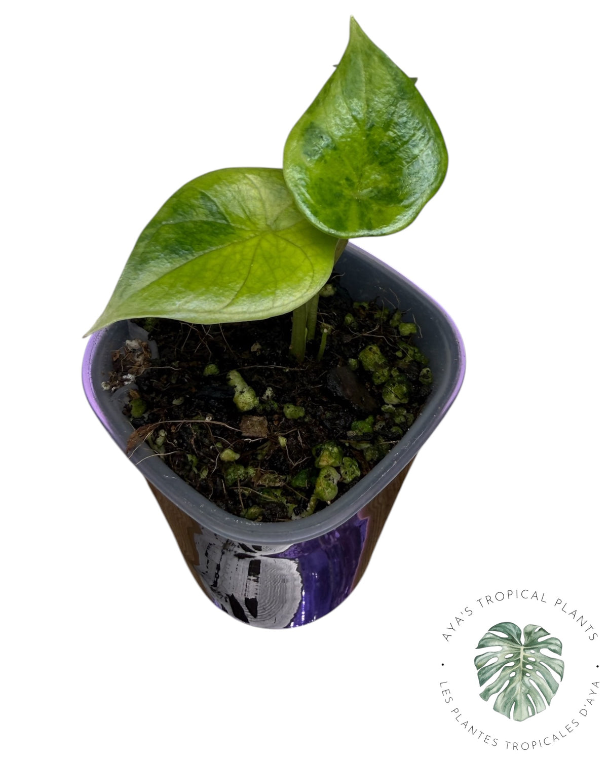 Alocasia Scalprum Aurea Panaché
