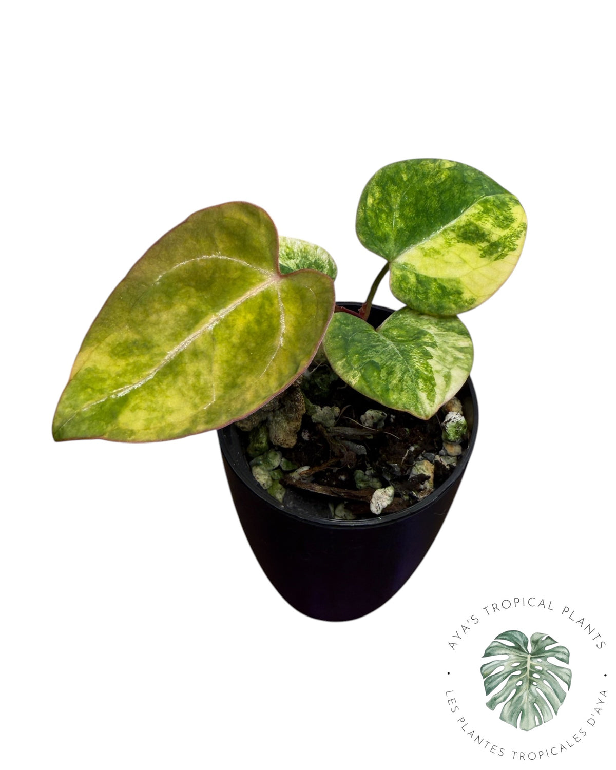 Anthurium Papillilaminum X Magnificum Variegated