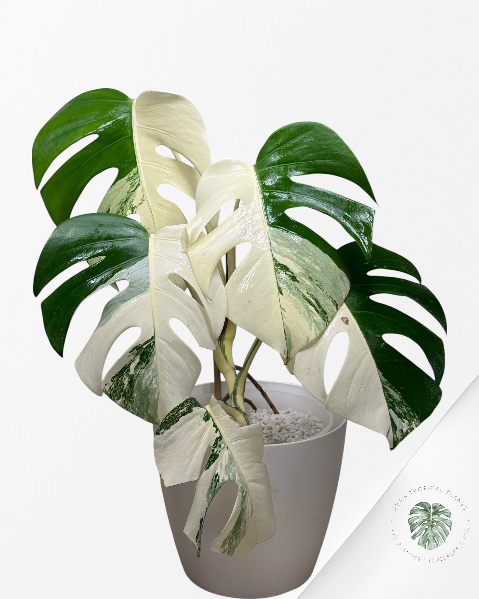 Monstera Albo