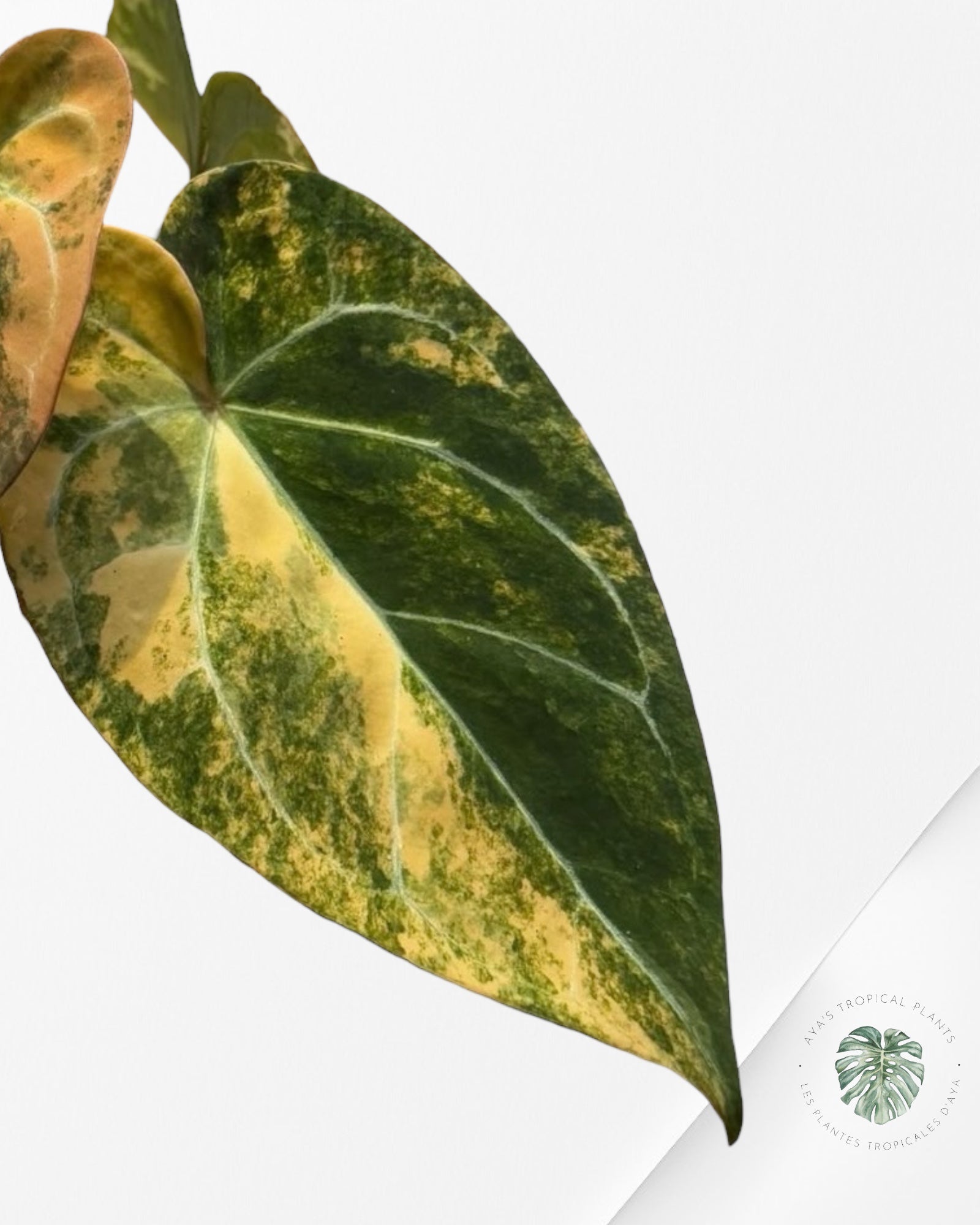 Anthurium Papillilaminum X Magnificum Variegated