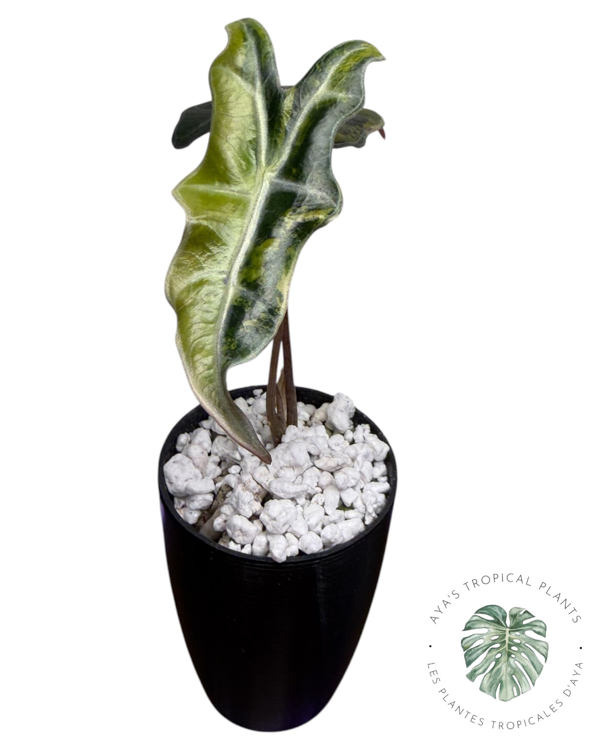 Alocasia Nobilis Aurea Variegated