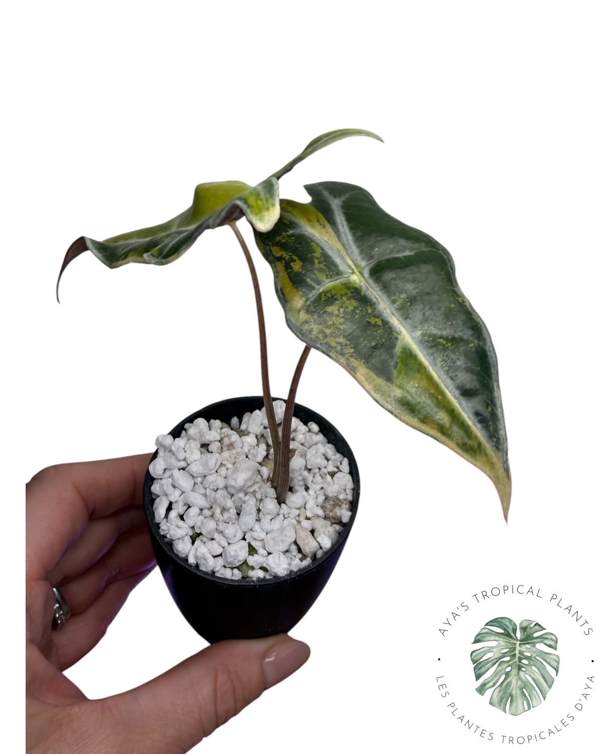 Alocasia Nobilis Aurea Variegated