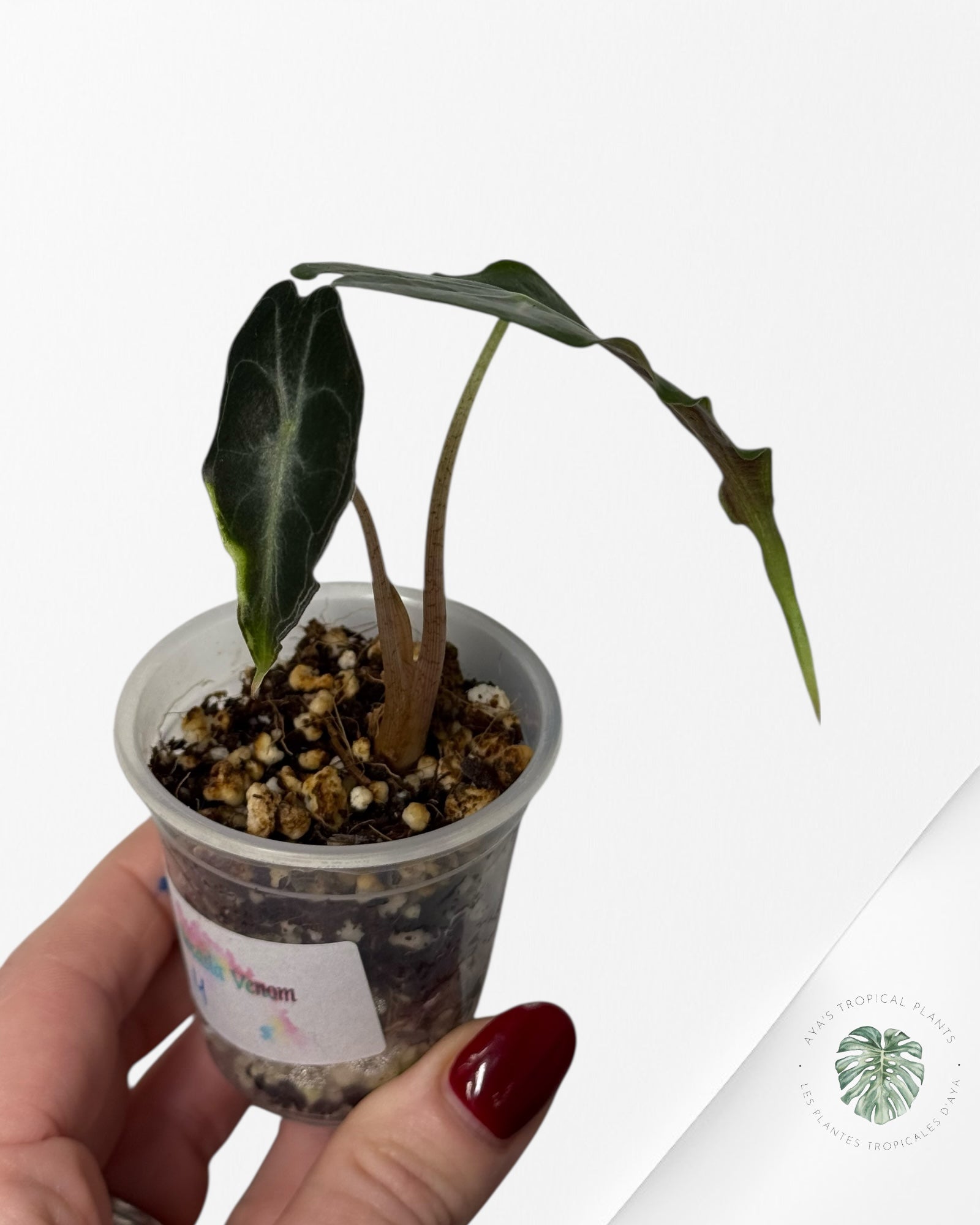 Alocasia Venom| Rare TC Plant| Aya's Tropical Plants