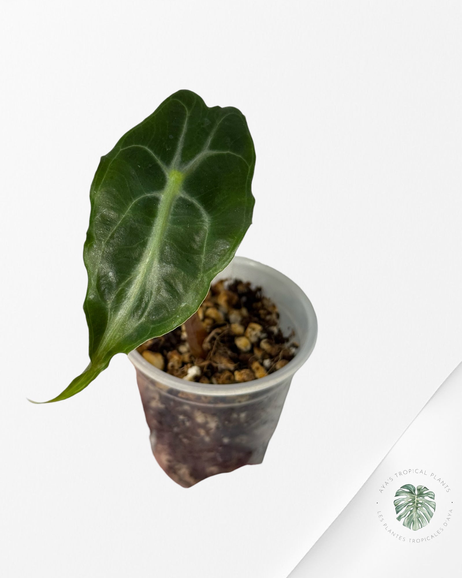 Alocasia Venom| Rare TC Plant| Aya's Tropical Plants