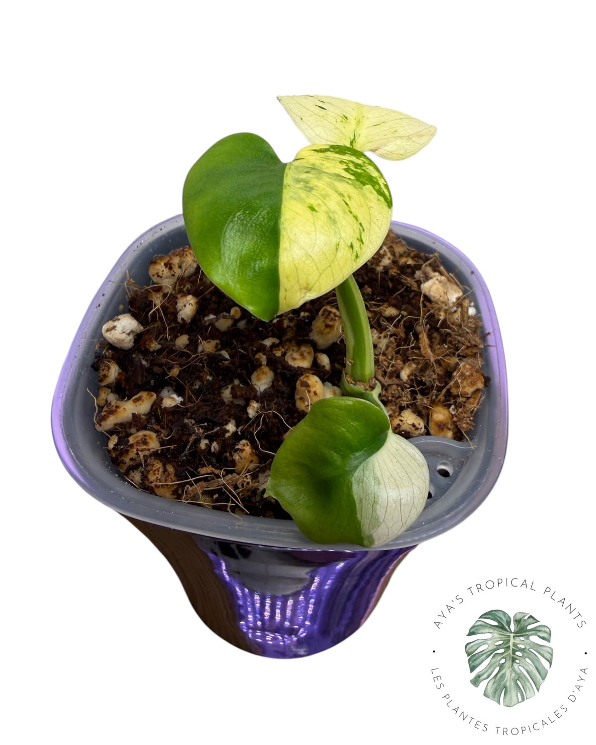 Monstera Siam Mint