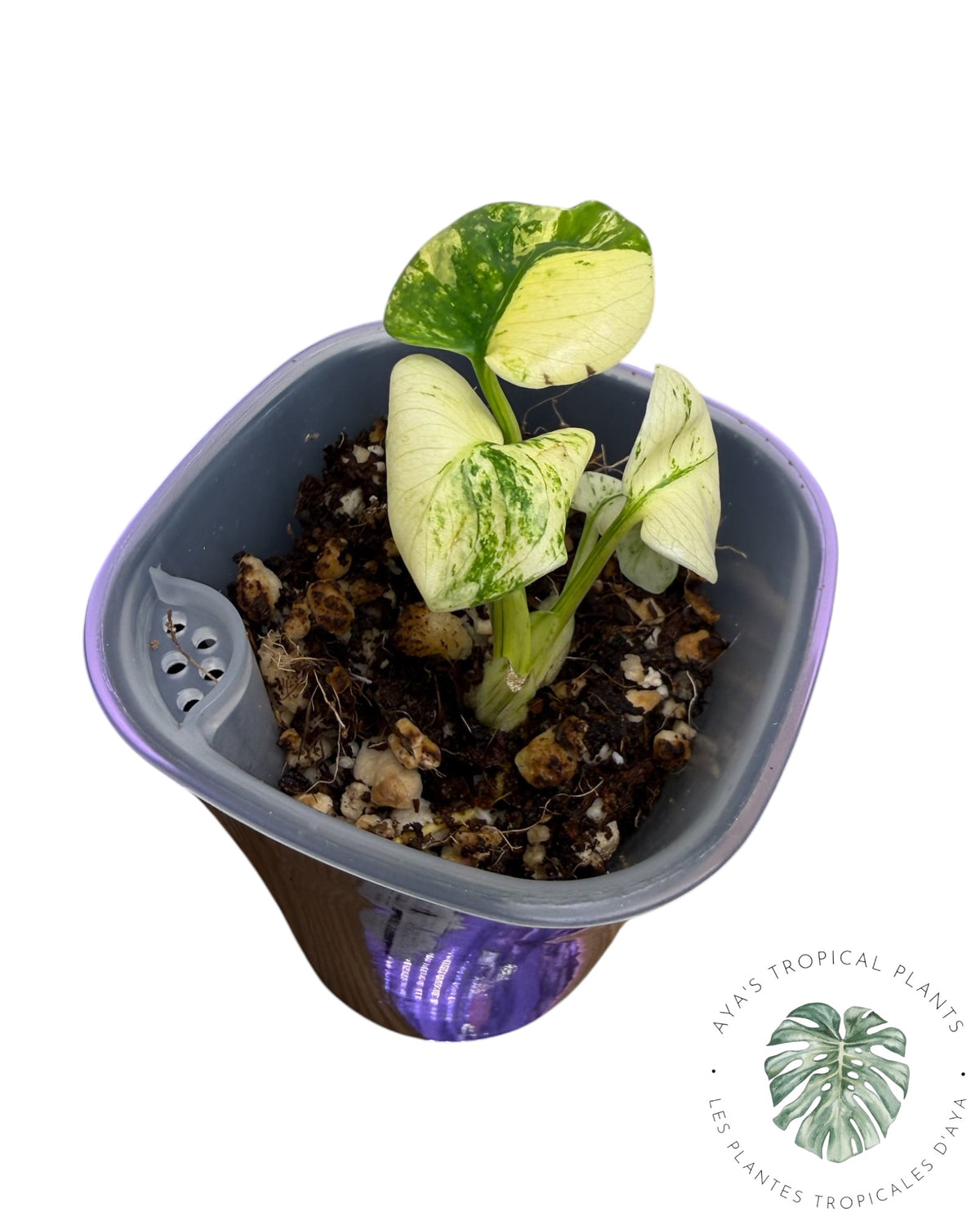 Monstera Siam Mint