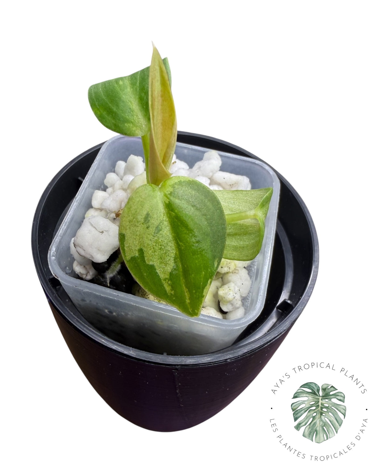 Philodendron Melanochrysum Orange