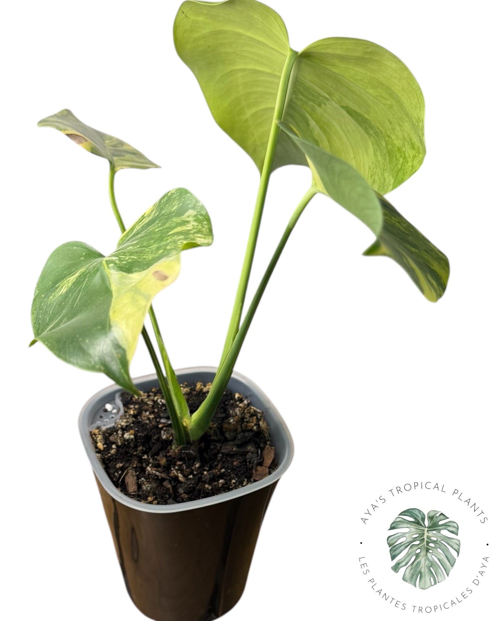 Monstera Deliciosa Pom Pom