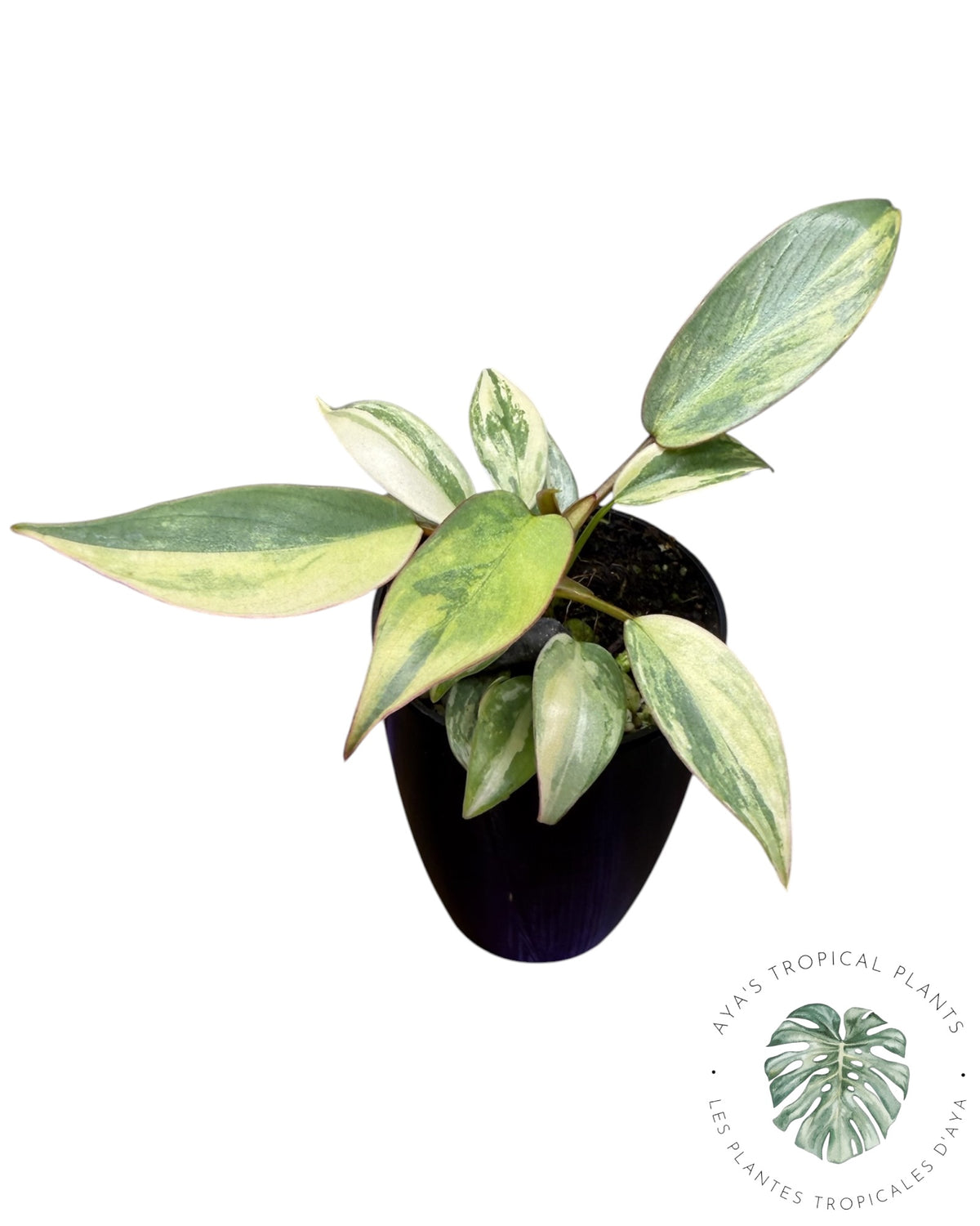 Philodendron Atabapoense Pink