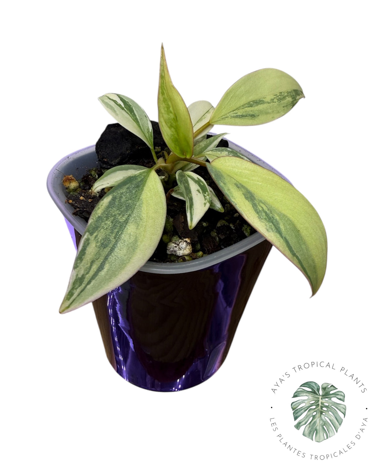Philodendron Atabapoense rose