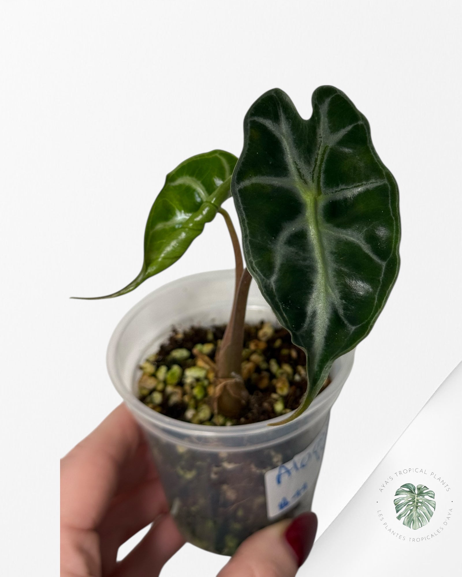 Alocasia Venom| Rare TC Plant| Aya's Tropical Plants