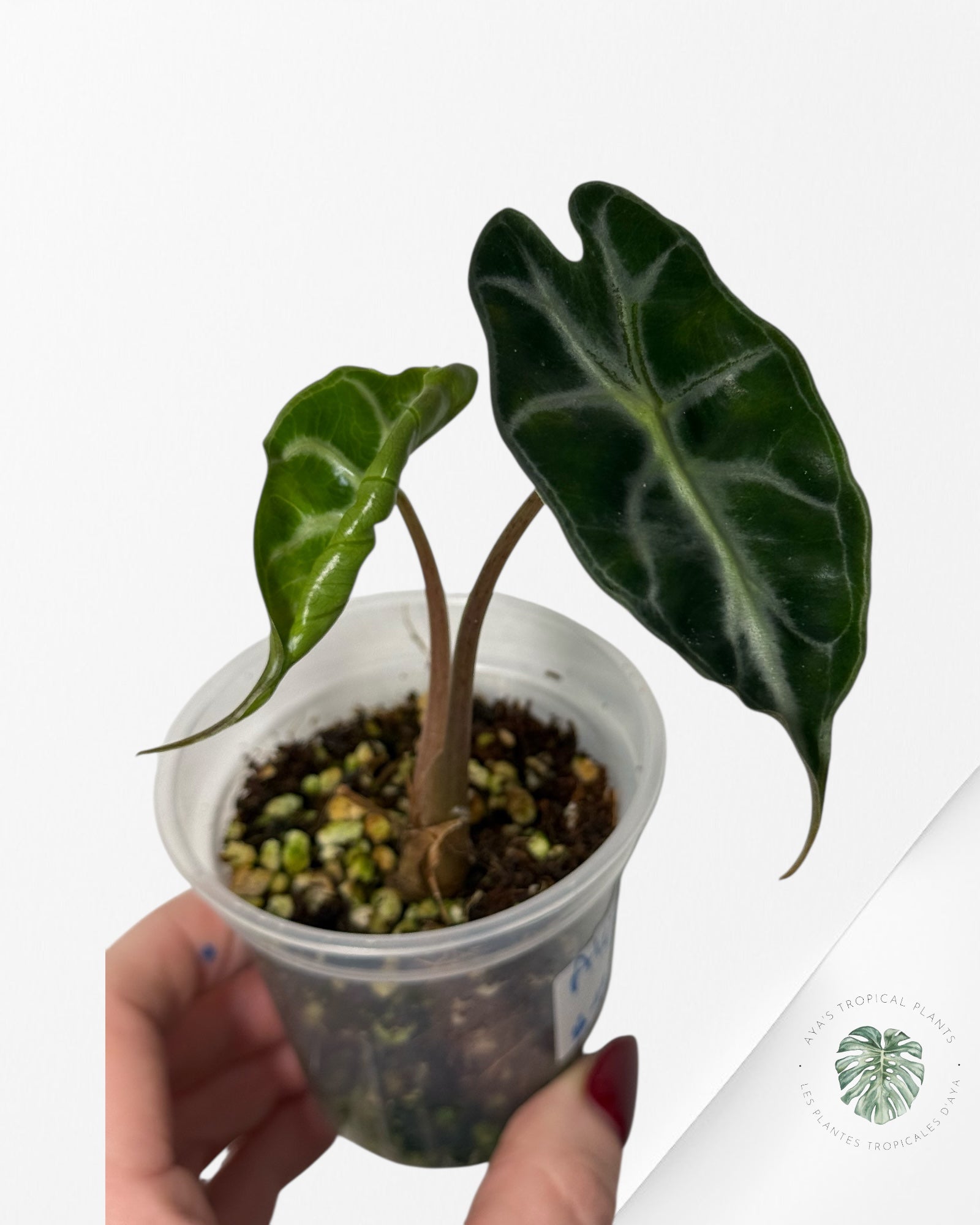 Alocasia Venom| Rare TC Plant| Aya's Tropical Plants