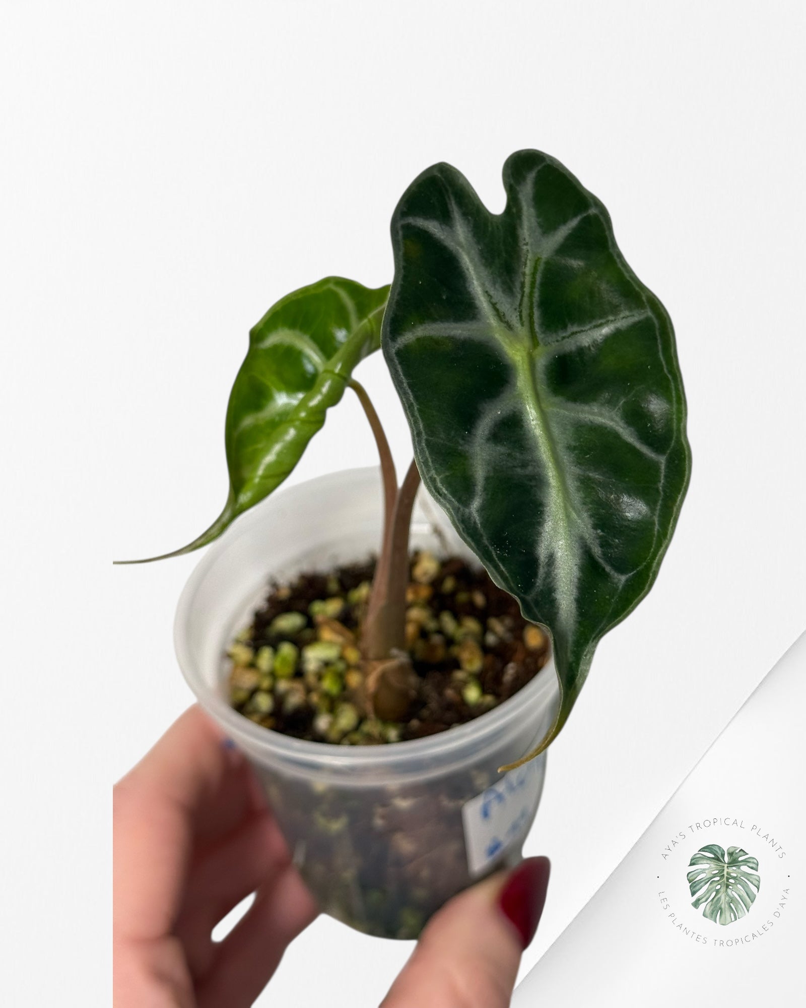 Alocasia Venom| Rare TC Plant| Aya's Tropical Plants