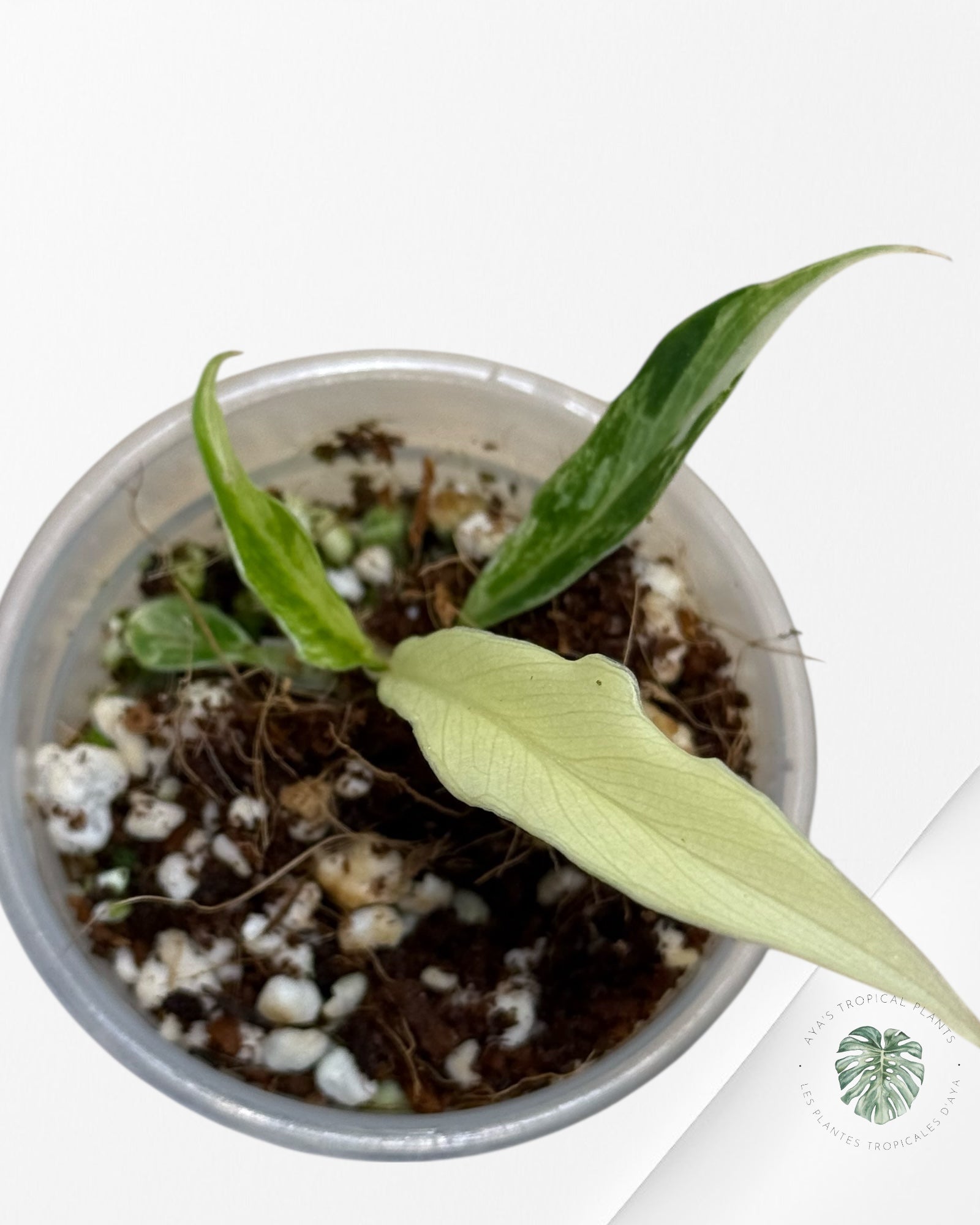 Philodendron Tortum Variegated | Rare TC Plant| Aya's Tropical Plants