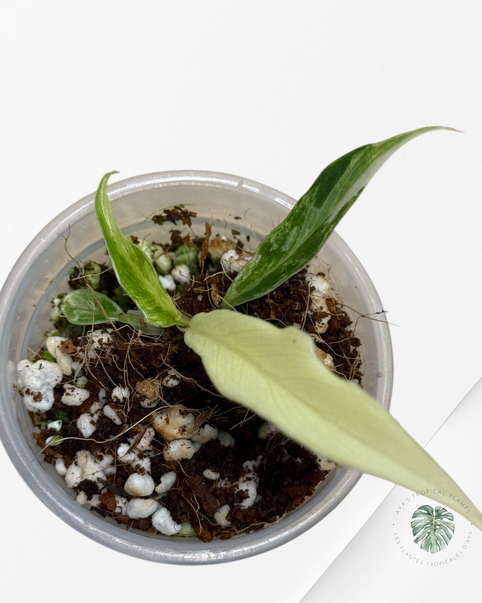 Philodendron Tortum Variegated | Rare TC Plant| Aya's Tropical Plants