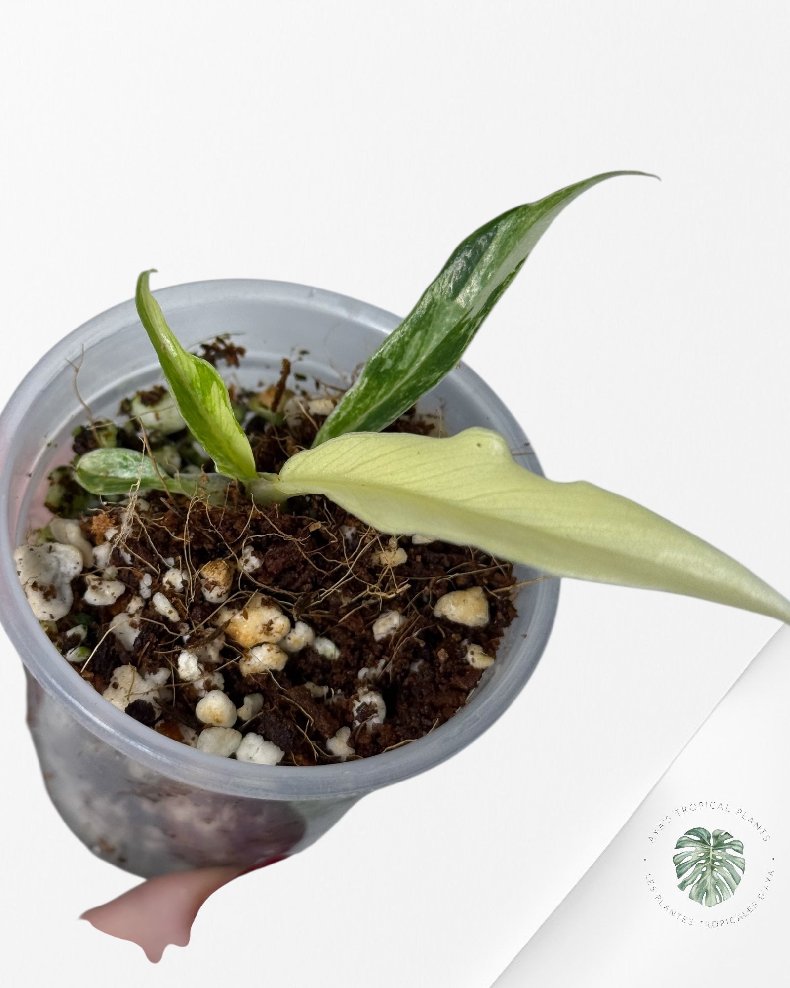 Philodendron Tortum Variegated | Rare TC Plant| Aya's Tropical Plants