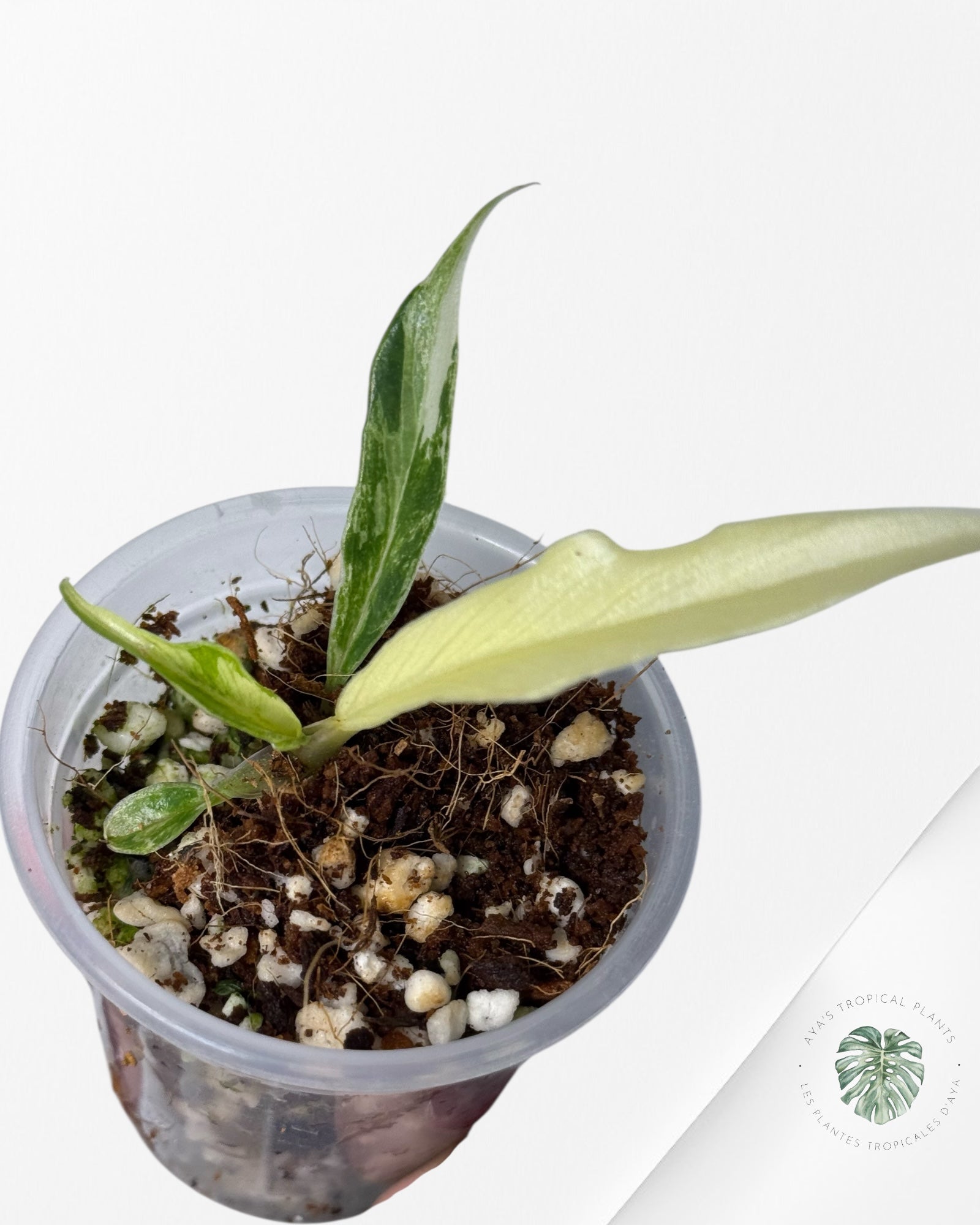 Philodendron Tortum Variegated | Rare TC Plant| Aya's Tropical Plants