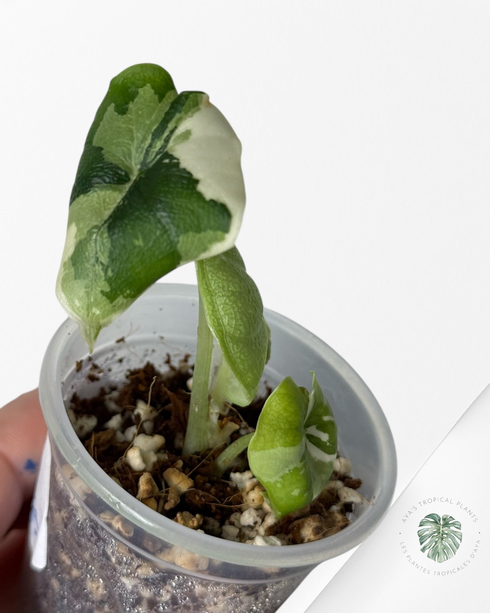 Alocasia Melo Variegated Albo| Rare TC Plant| Aya's Tropical Plants