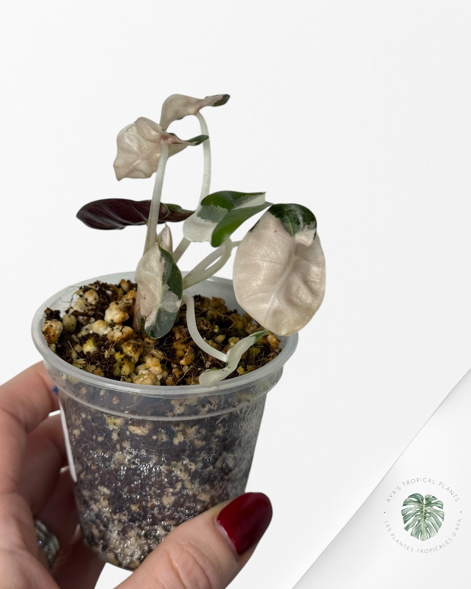 Alocasia Heart Balloon Pink variegated| Rare TC Plant| Aya's Tropical Plants