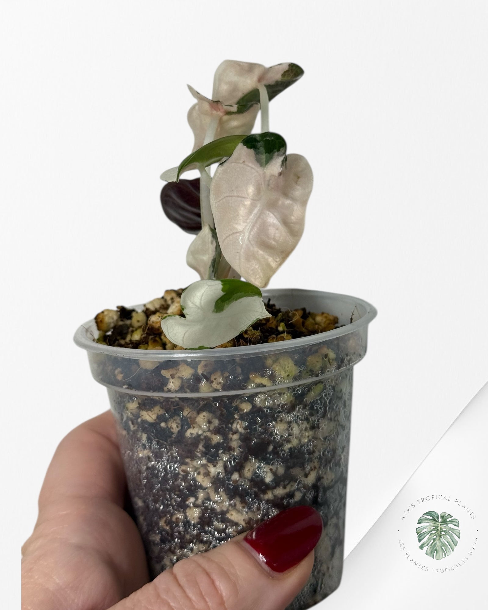 Alocasia Heart Balloon Pink variegated| Rare TC Plant| Aya's Tropical Plants