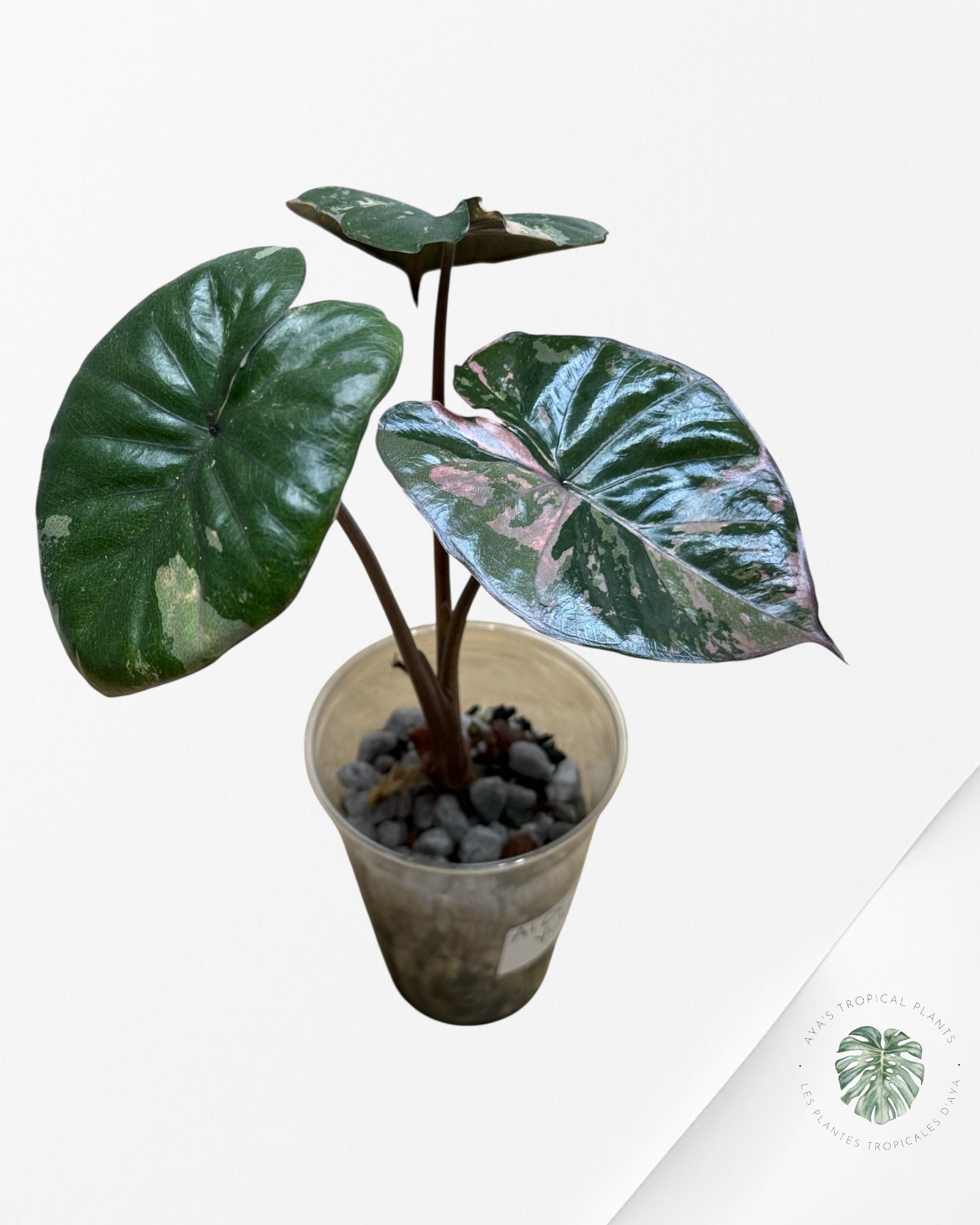 Alocasia Yucatan Princess Panaché-1