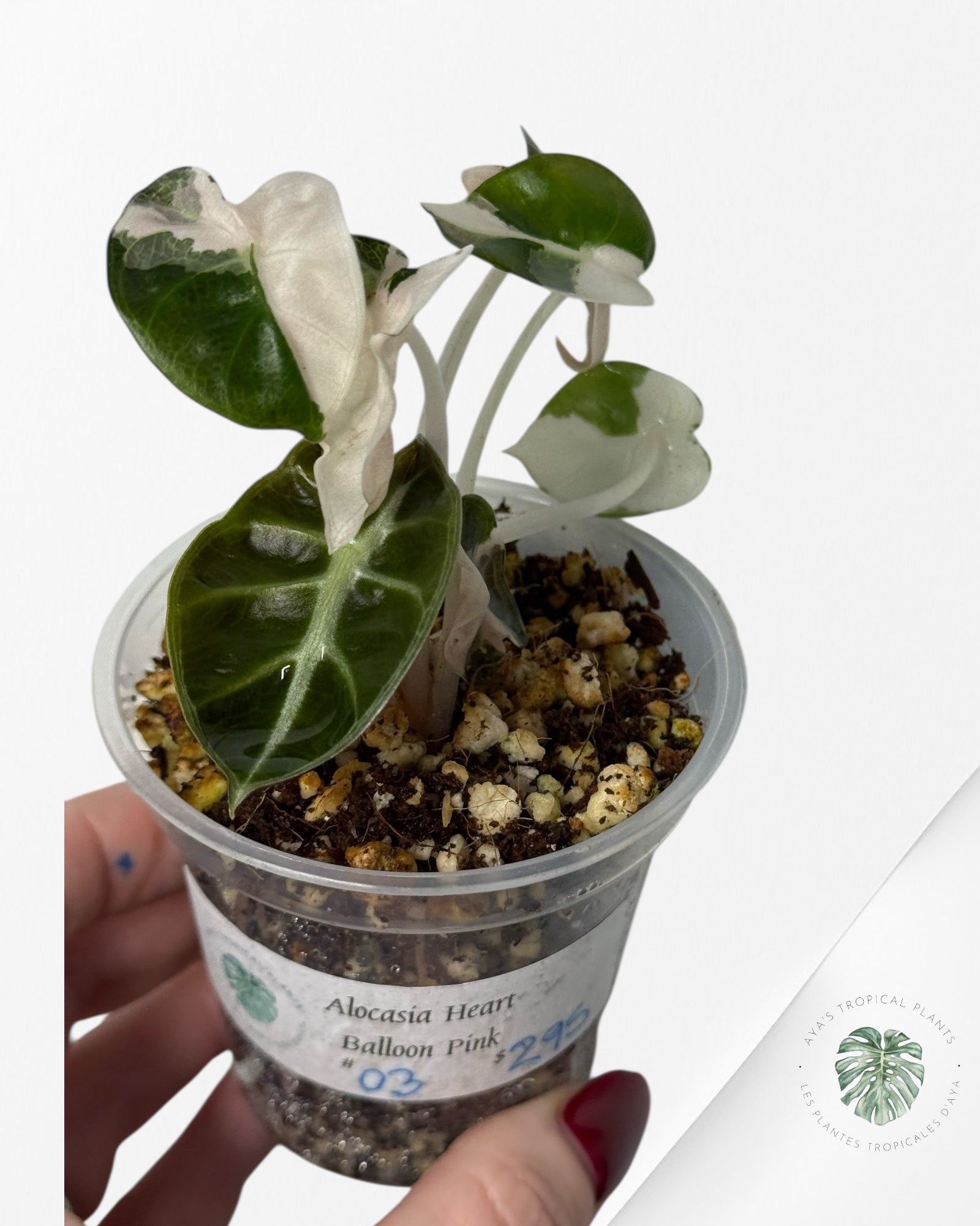 Alocasia Heart Balloon Pink variegated| Rare TC Plant| Aya's Tropical Plants