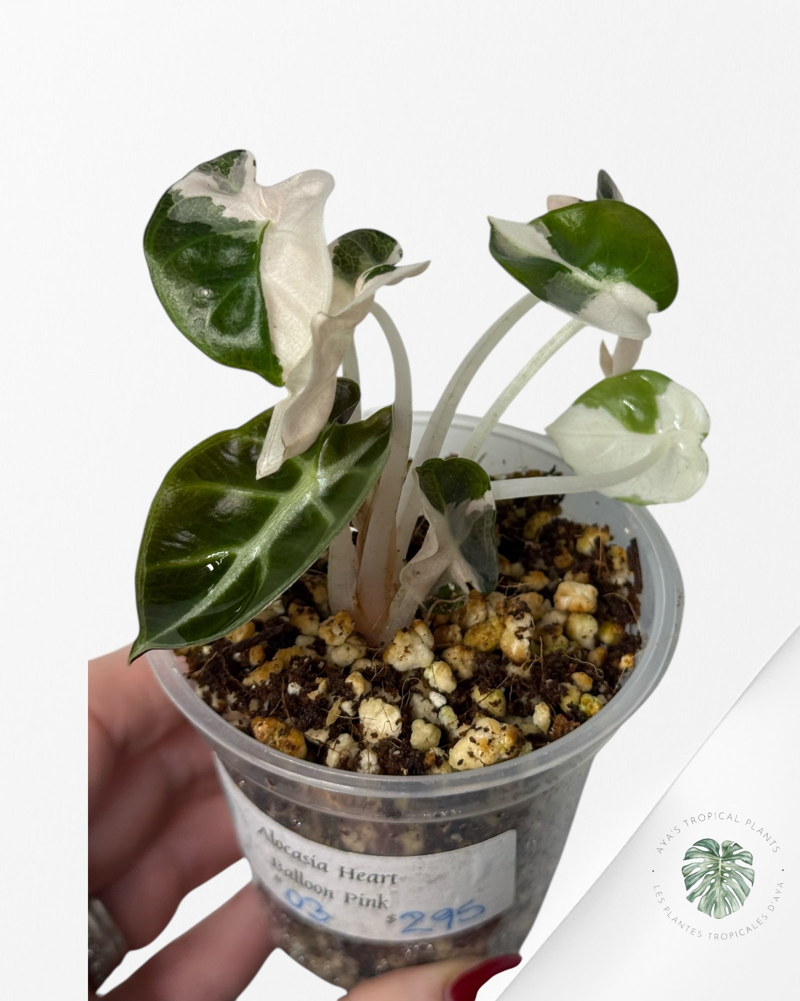 Alocasia Heart Balloon Pink variegated| Rare TC Plant| Aya's Tropical Plants