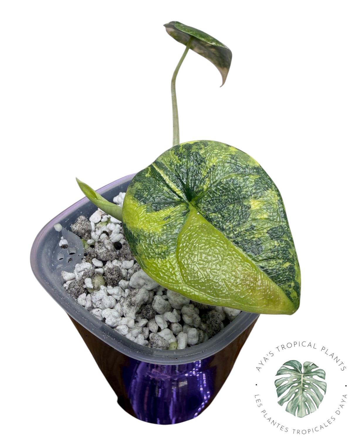Alocasia Melo Aurea long form