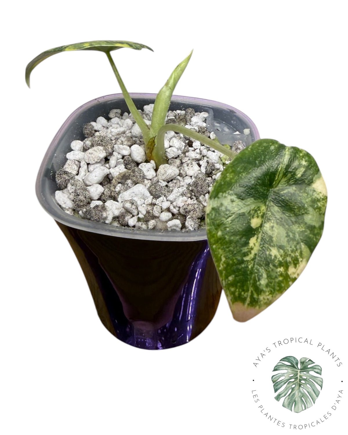 Alocasia Melo Aurea long form