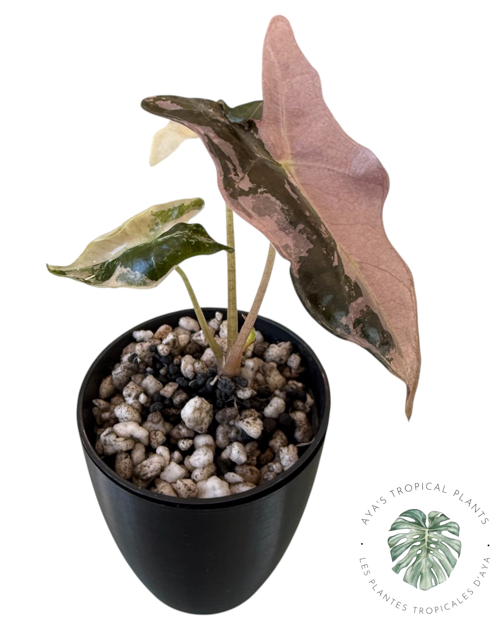 Alocasia Nobilis Pink Variegated