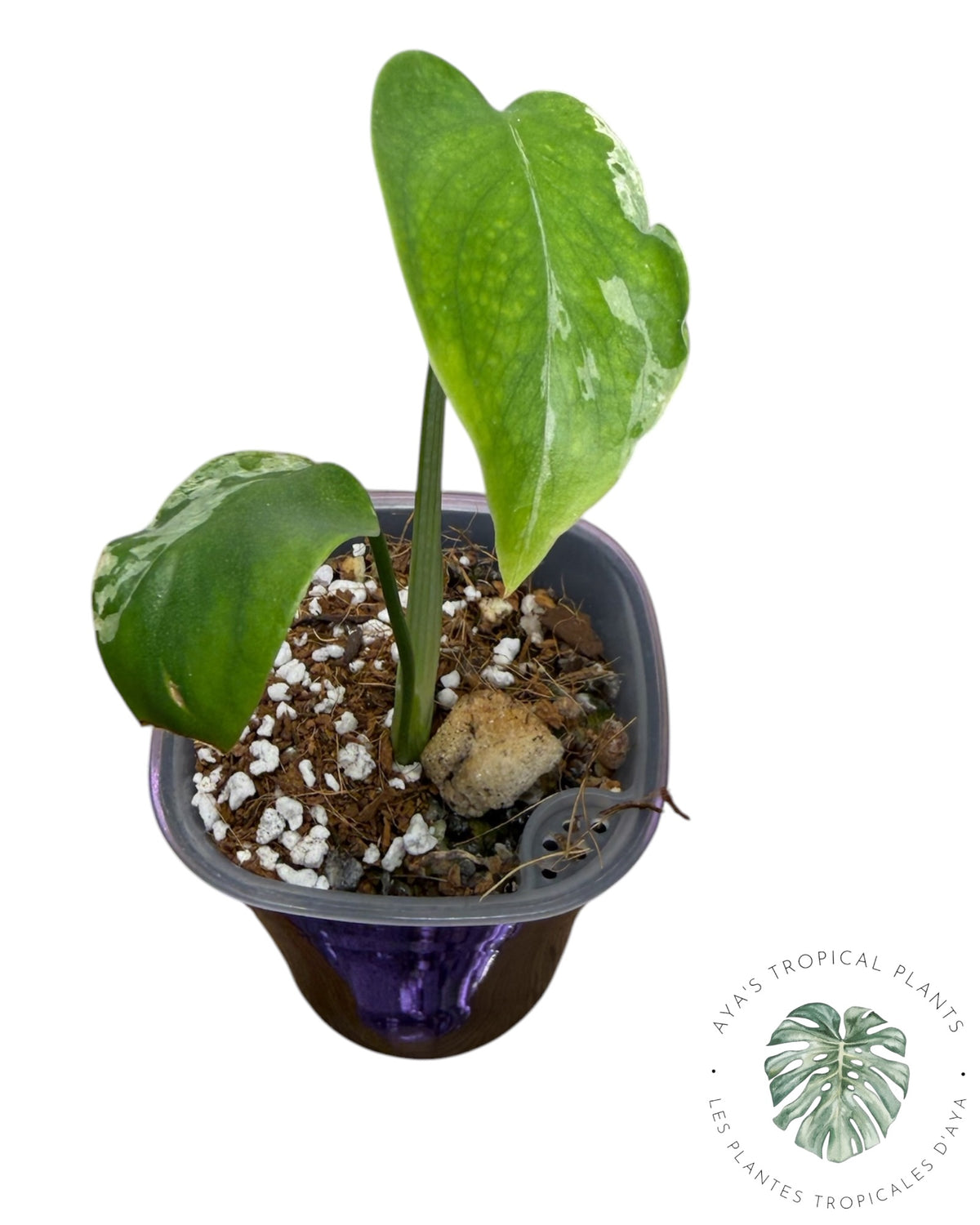 Monstera Deliciosa Bulbasaur