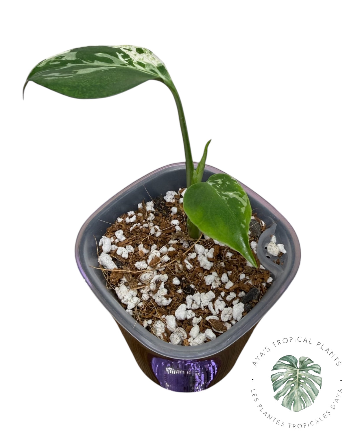 Monstera Deliciosa Bulbasaur