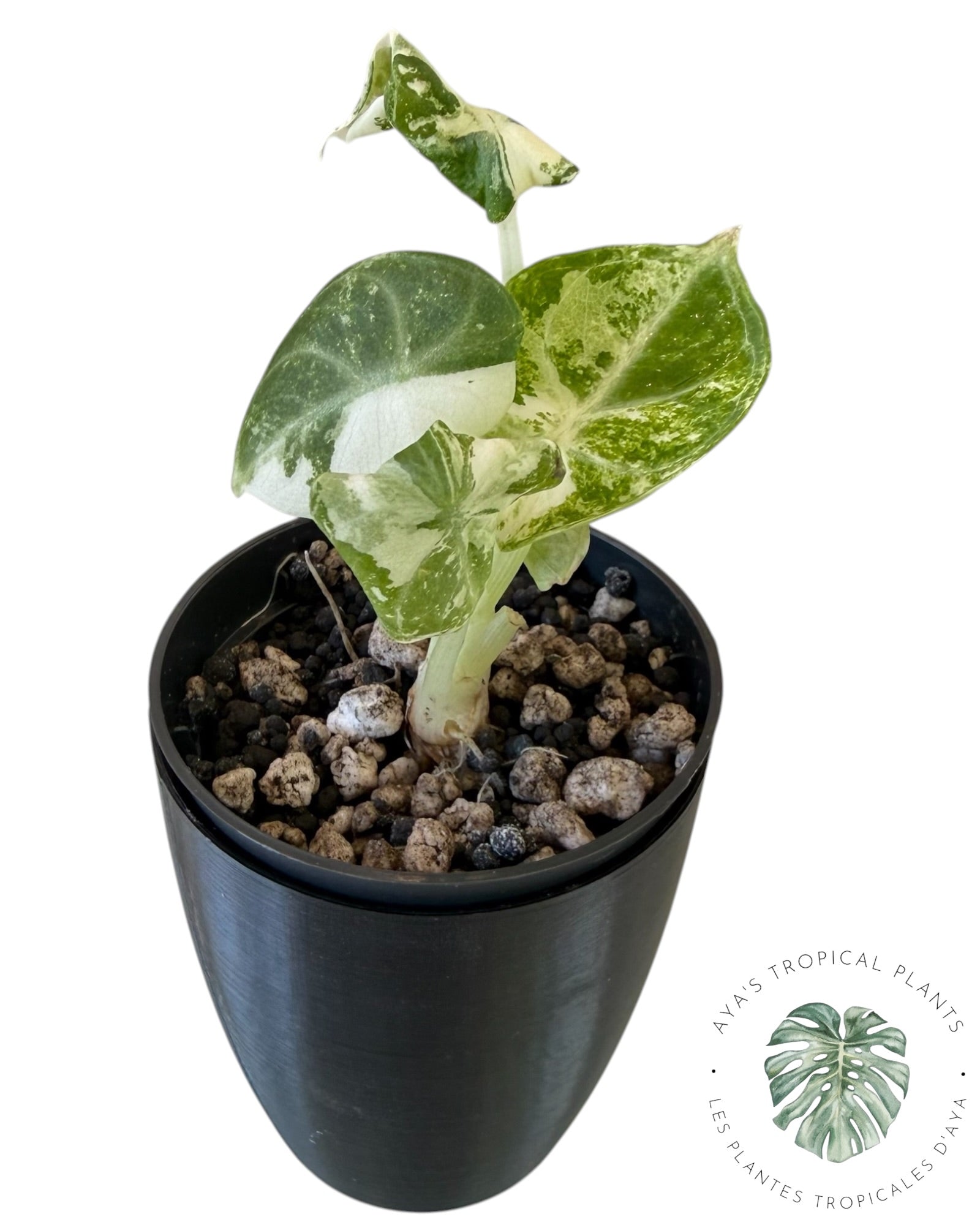 Alocasia Ninja Albo Variegated