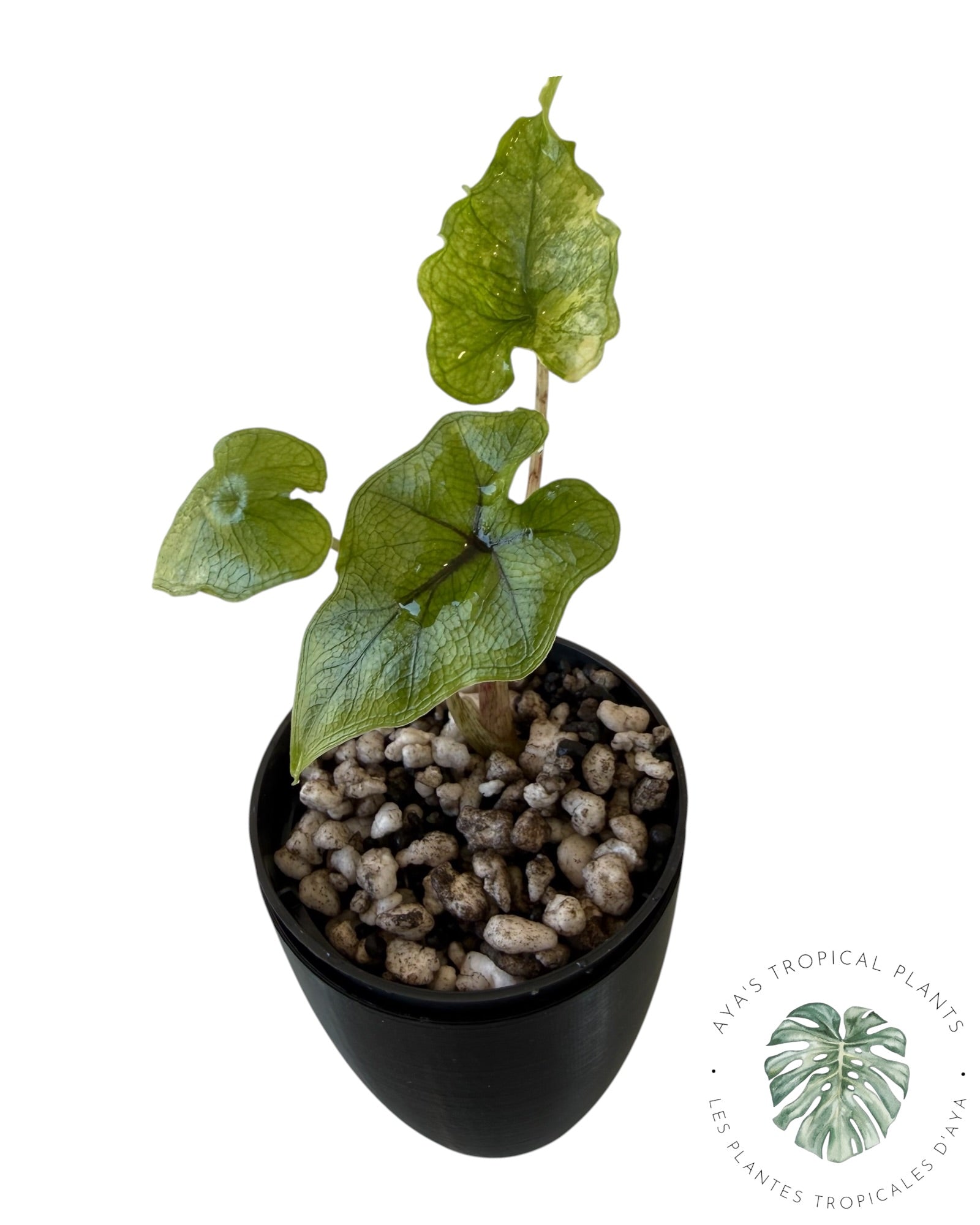 Alocasia Jacklyn Variegated (Grade A)