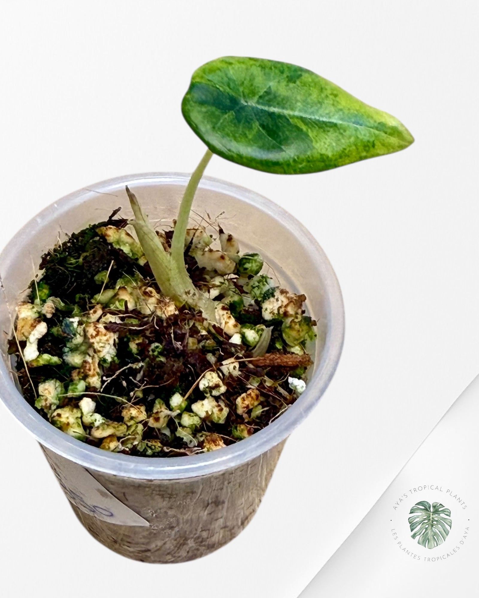 Allocate Maharani Variegated Aurea| Rare TC Plant| Aya's Tropical Plants