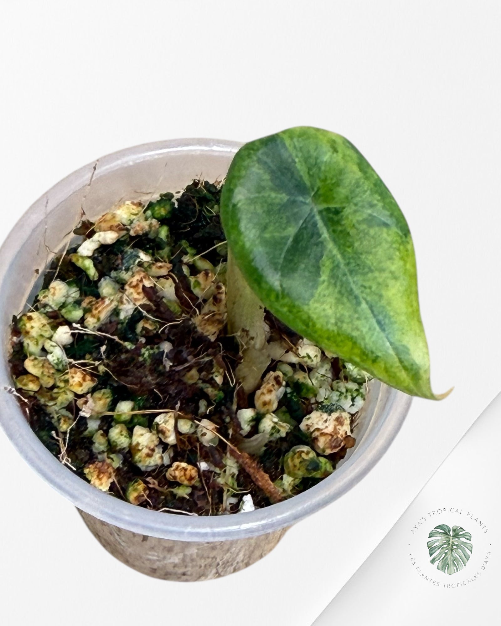 Allocate Maharani Variegated Aurea| Rare TC Plant| Aya's Tropical Plants